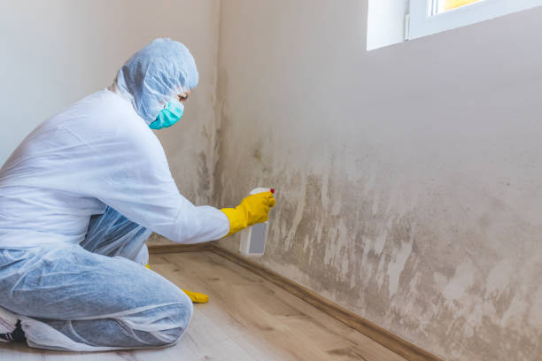 Licensed Mold Removal service in Exmore, VA - 24 Hour Mold Removal