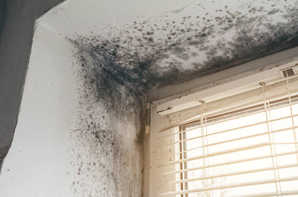 Affordable Mold Removal solutions in Exmore, VA